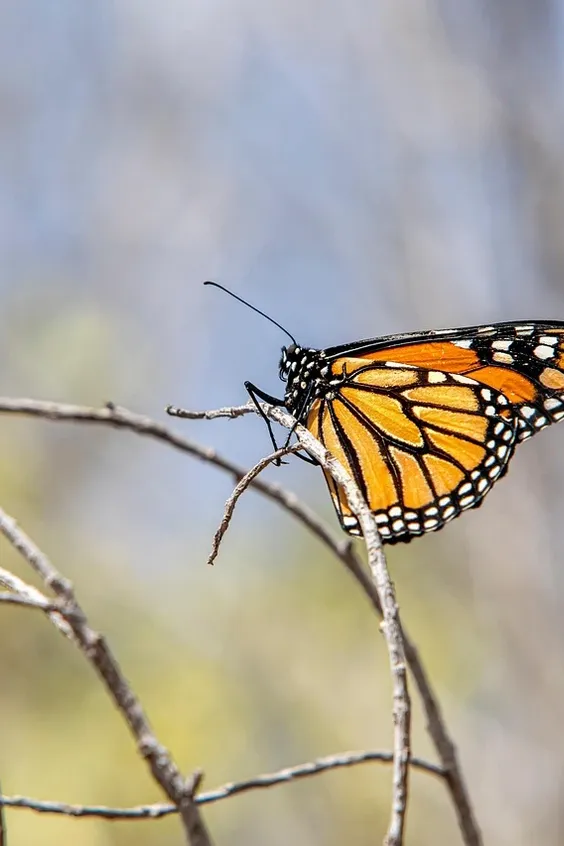 El Rey Eterno Monarca reseña