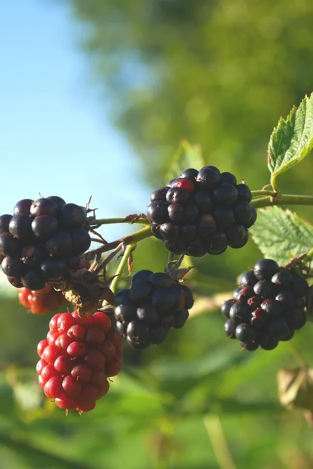 Blackberry muffins recipe