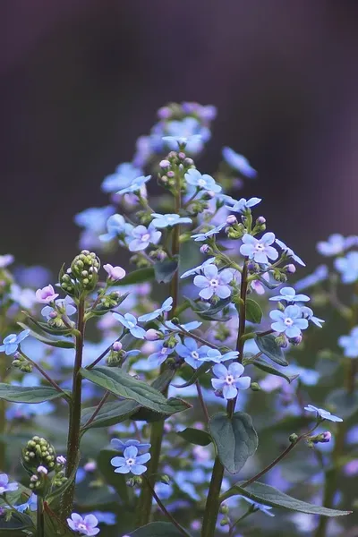 Flor del Mal reseña